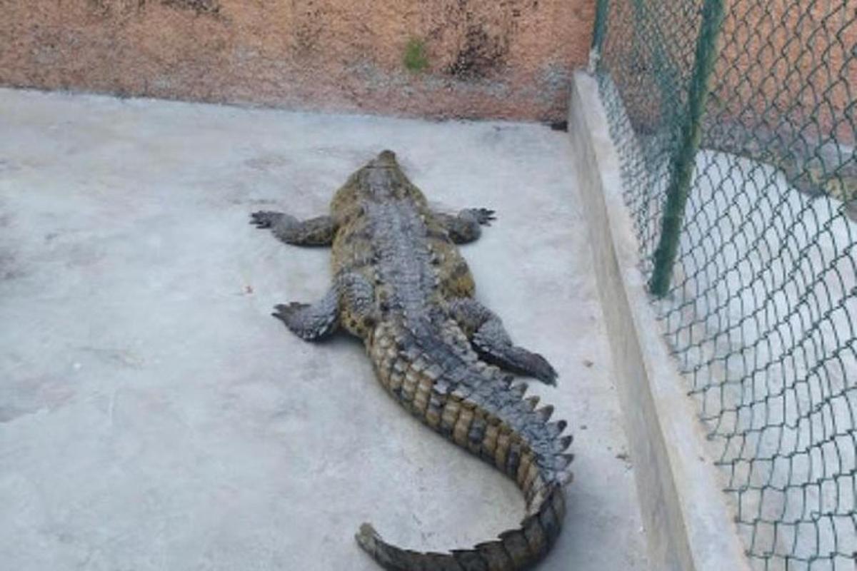 alligator liggur á jörðinni við hliðina á girðingu