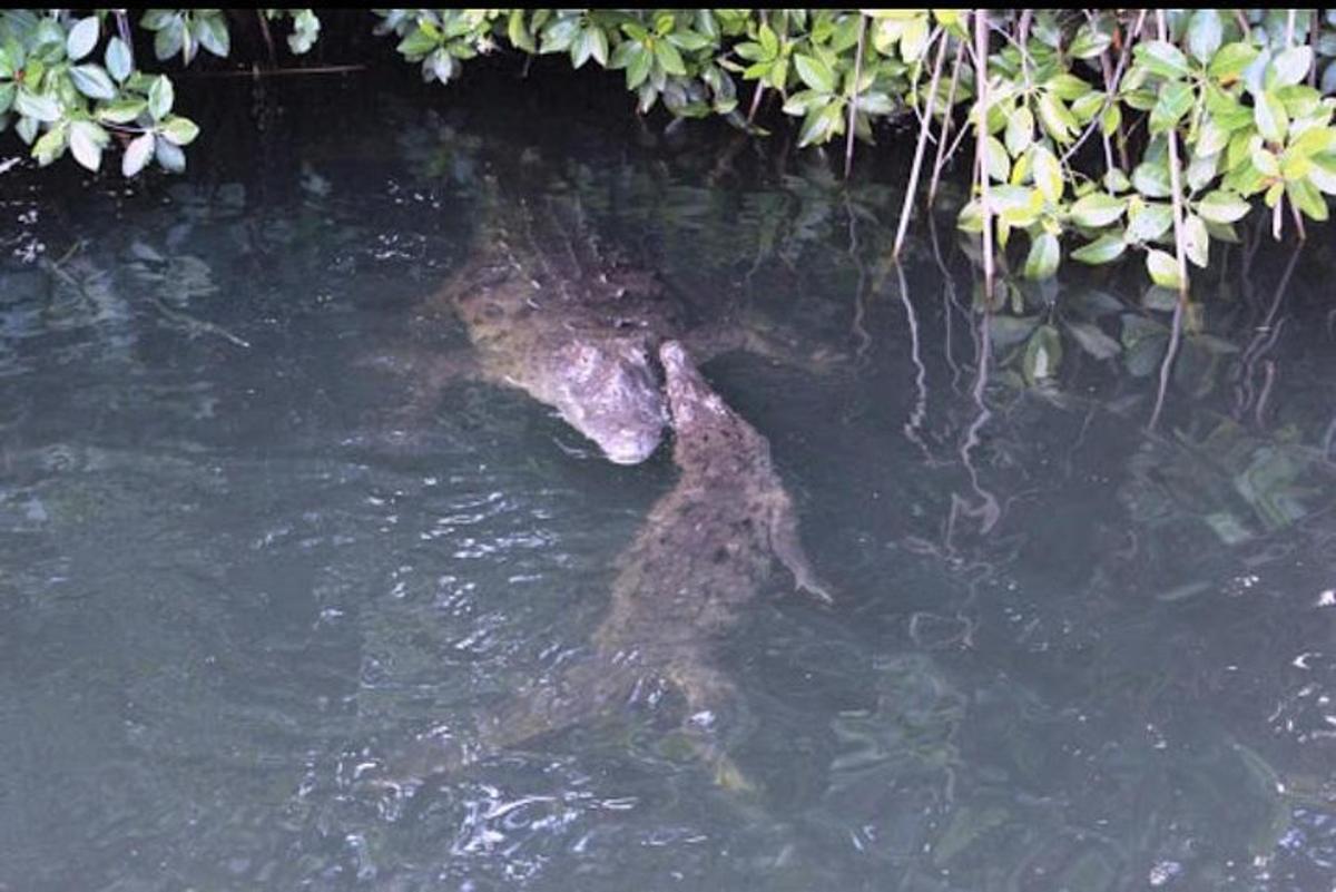 un caiman és a l'aigua a l'aigua