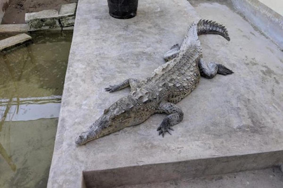 krokodýl ležící na stole vedle vody