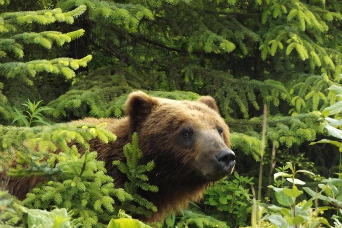 a brown bear is standing in the forest