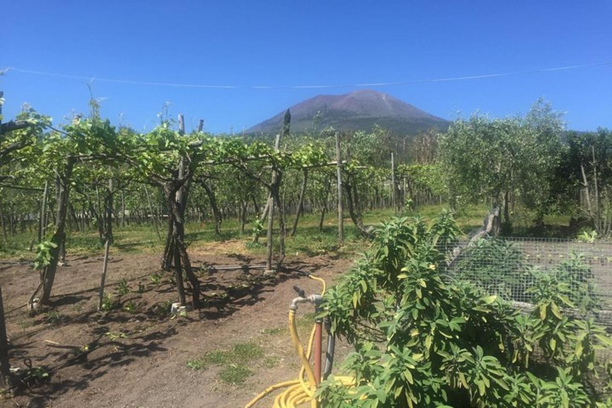 Un viñedo con una montaña al fondo