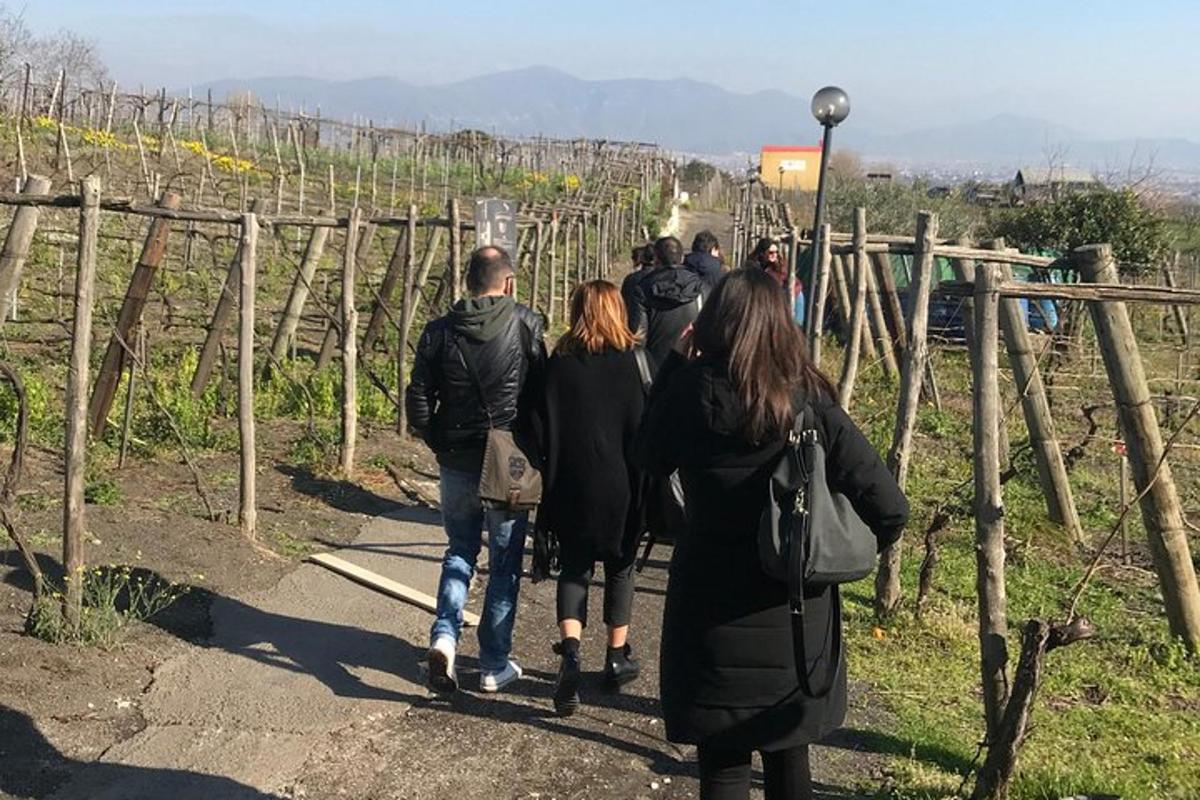 ブドウ園を歩く人々のグループ