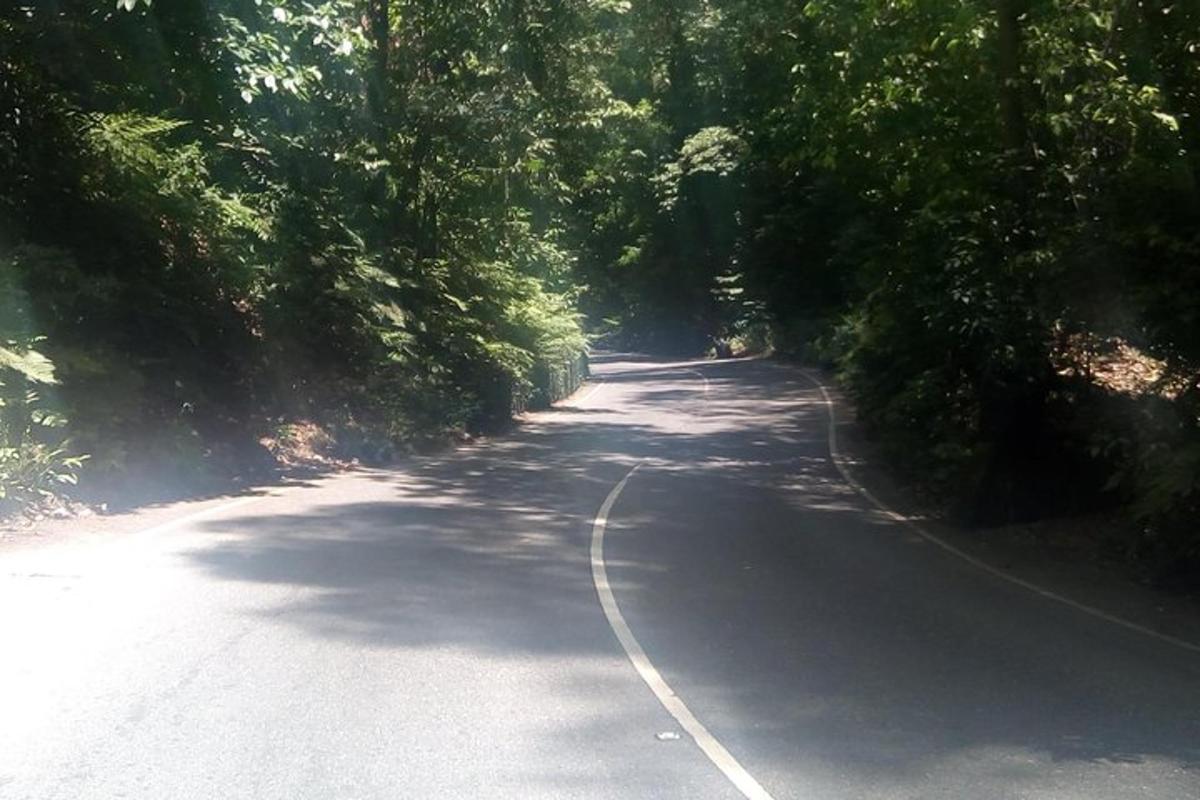 kenarında ağaçlar olan bir yol