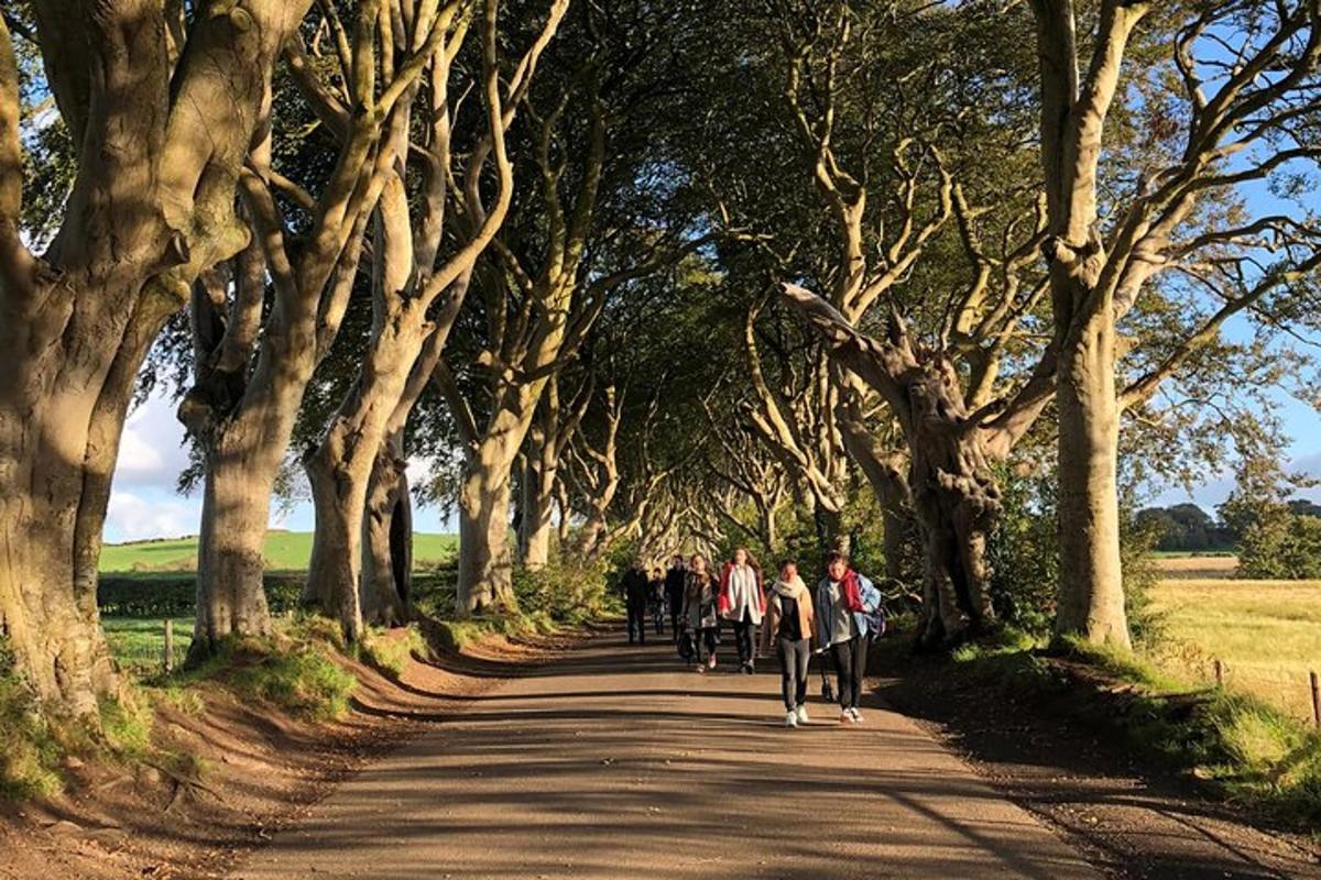 a group of people walking down a tree lined road