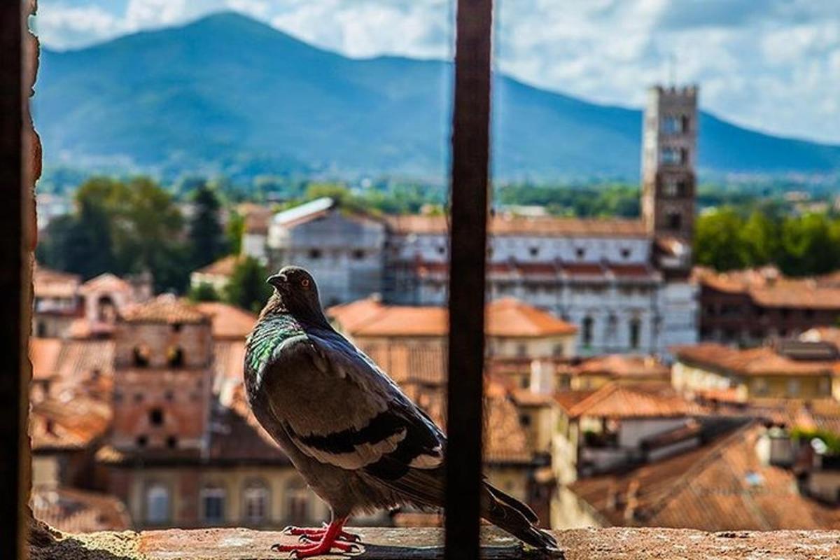 un uccello in piedi su una sporgenza che guarda una città