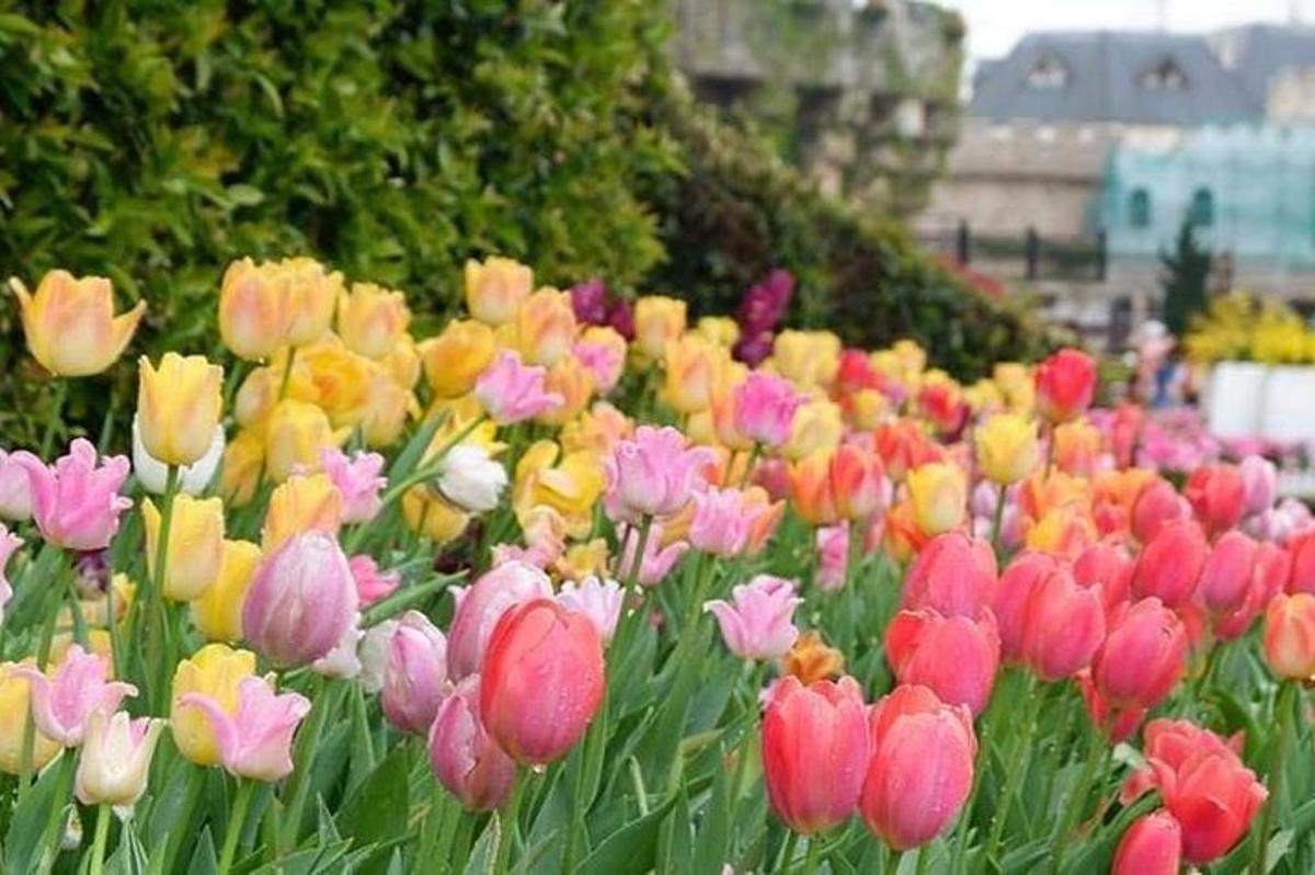 kytice barevných tulipánů v zahradě
