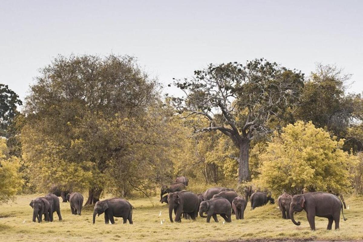 a herd of elephants standing in a field with trees