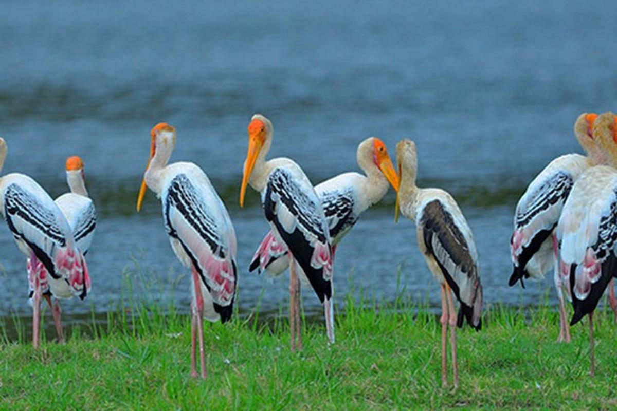 a group of birds standing in the grass near the water