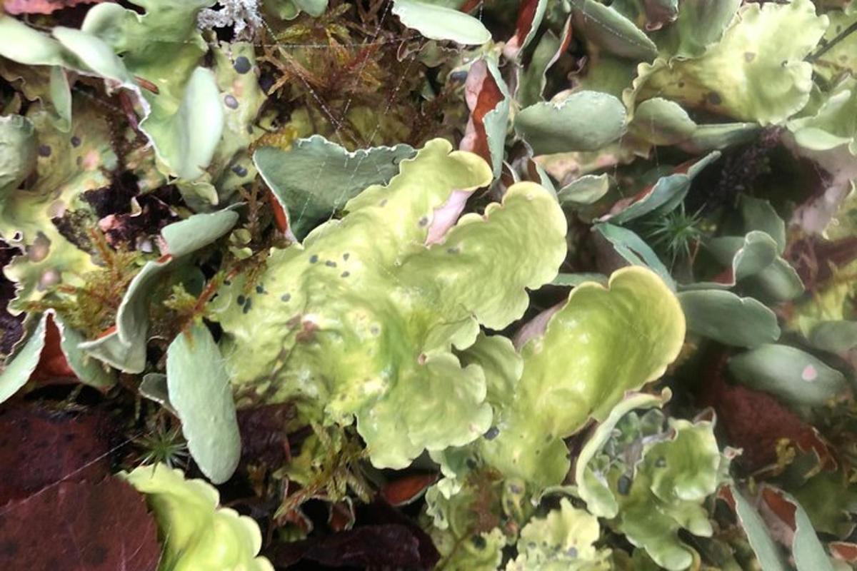 a group of green plants on the ground