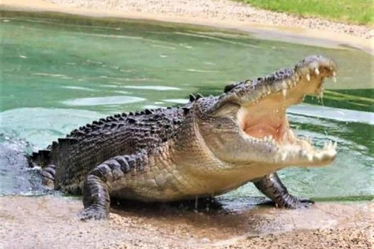 um crocodilo com um lagarto nas costas na água