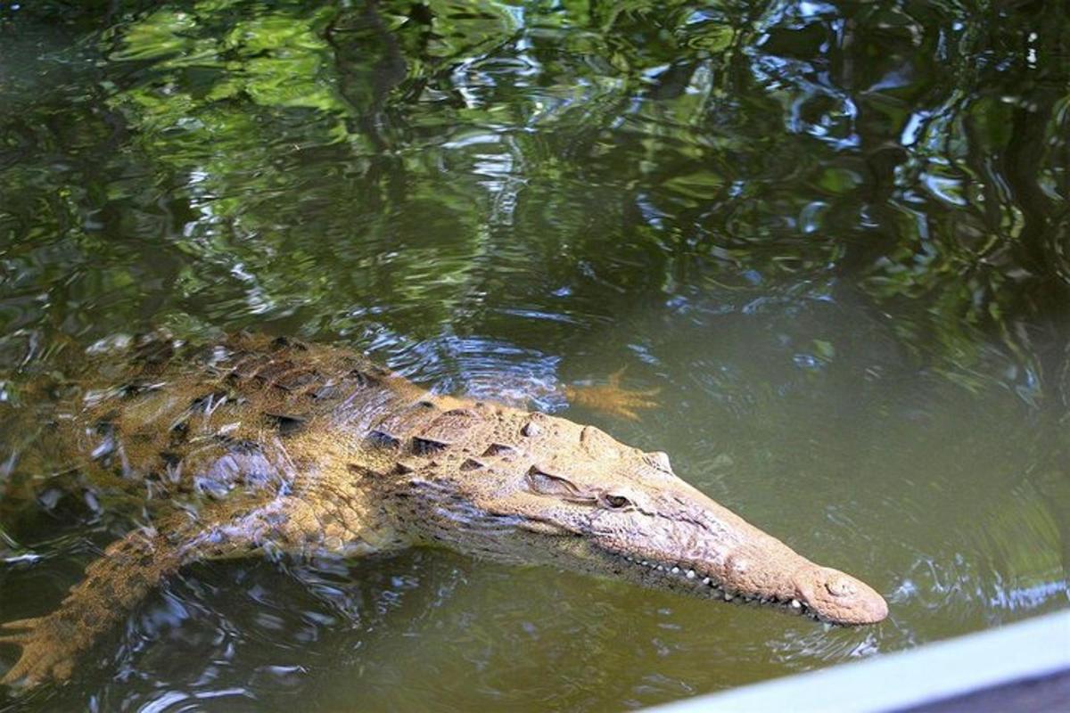 um crocodilo está flutuando na água