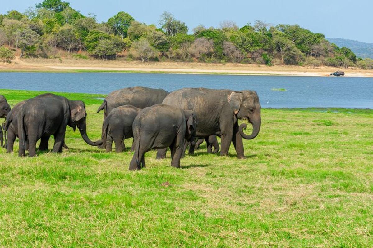 kawanan gajah berdiri di ladang dekat perairan