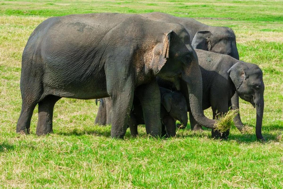 sekelompok gajah berdiri di lapangan