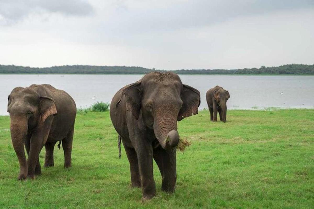 tres elefants dempeus en un camp a prop d'una massa d'aigua