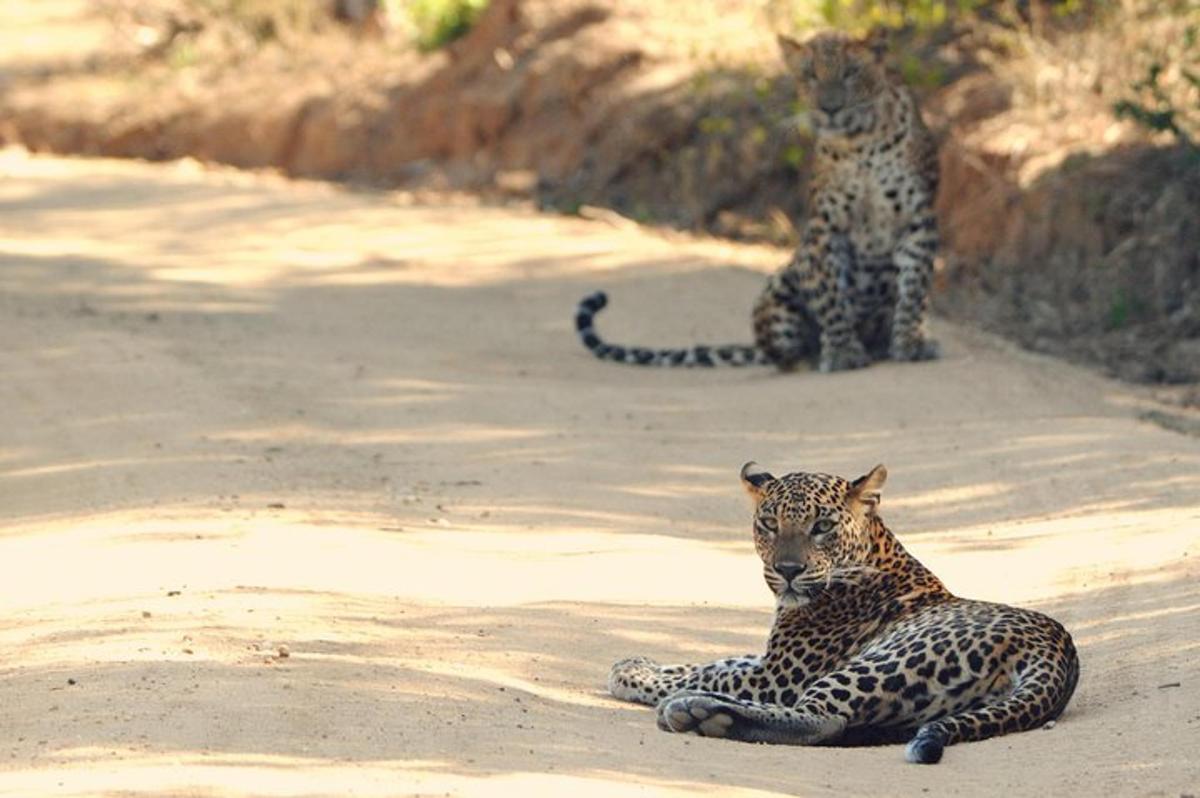 two cheetahs laying on the ground in the dirt