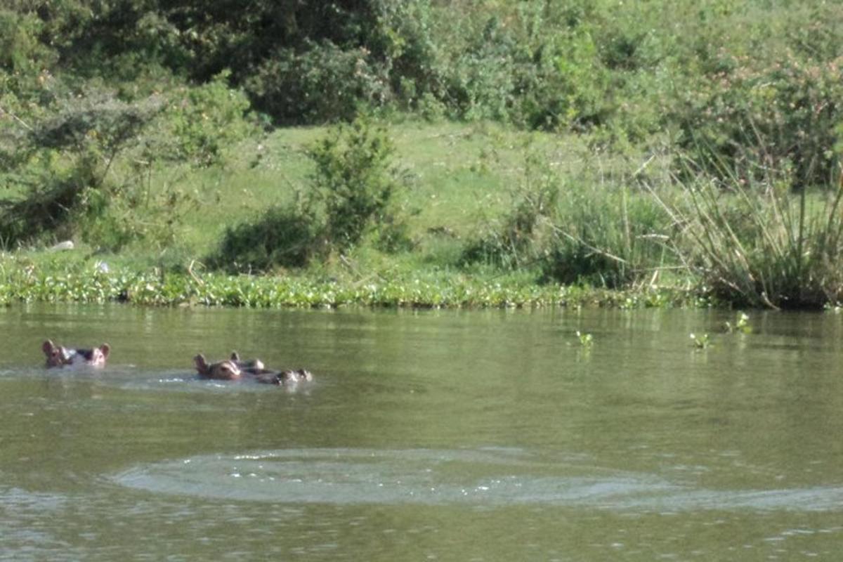 Dos animales nadando en el agua de un río.