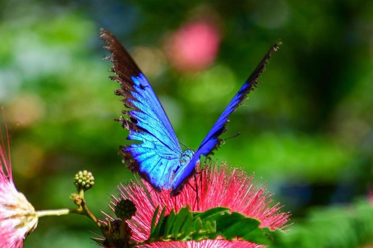 a blue butterfly perched on top of a pink flower
