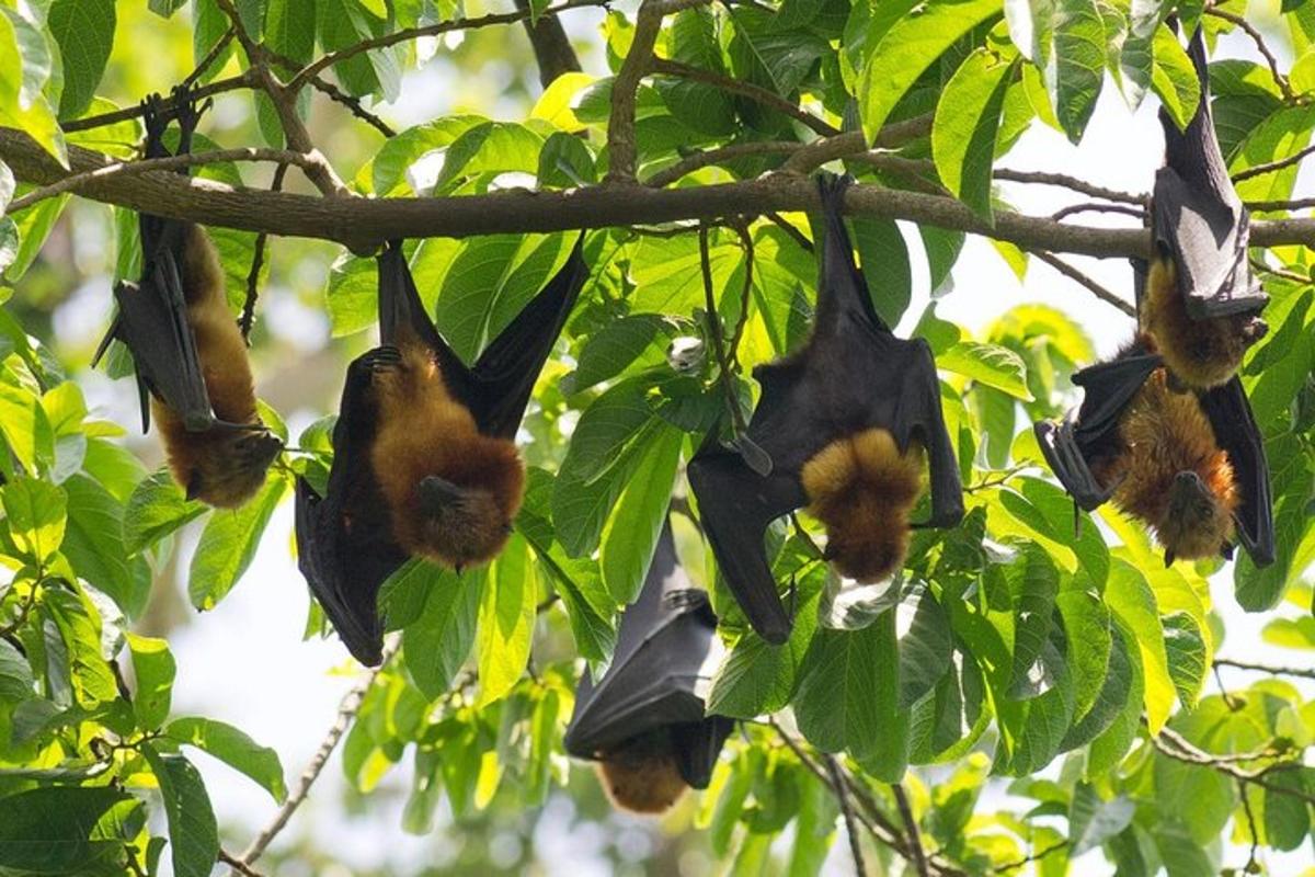 a group of bats hanging from a tree