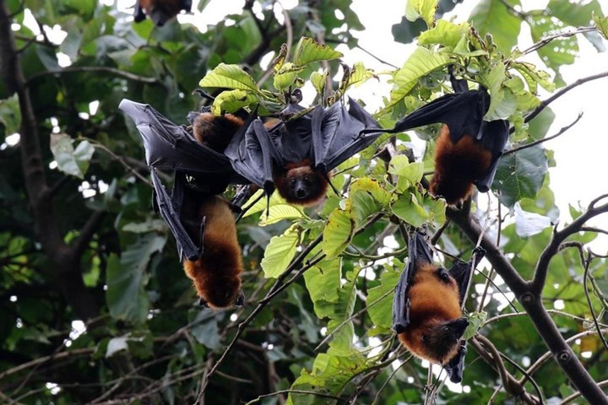 a bat hanging from a tree branch