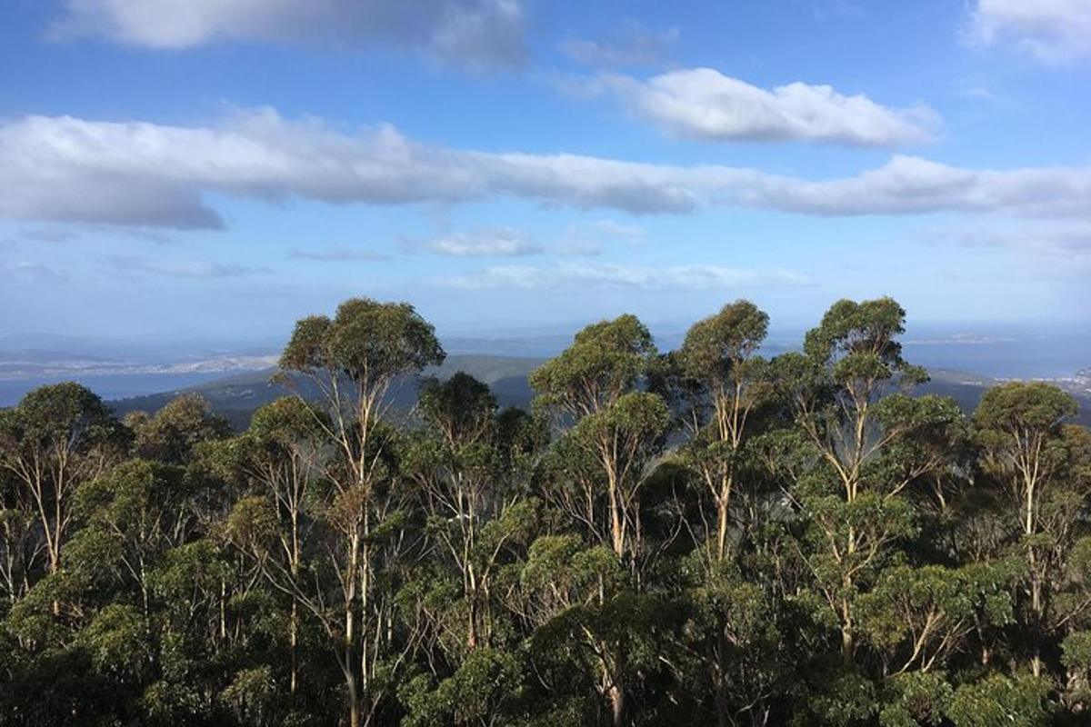 a group of trees on top of a hill