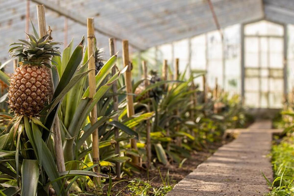 ananas koji visi s biljke u stakleniku