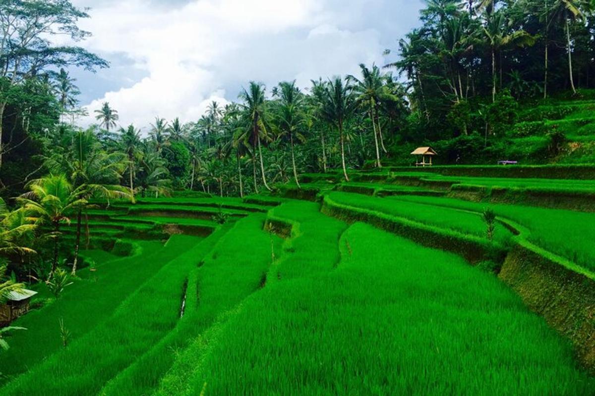 một cánh đồng cỏ xanh với những cái cây ở phía sau