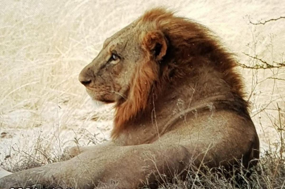 un leone sdraiato nell'erba