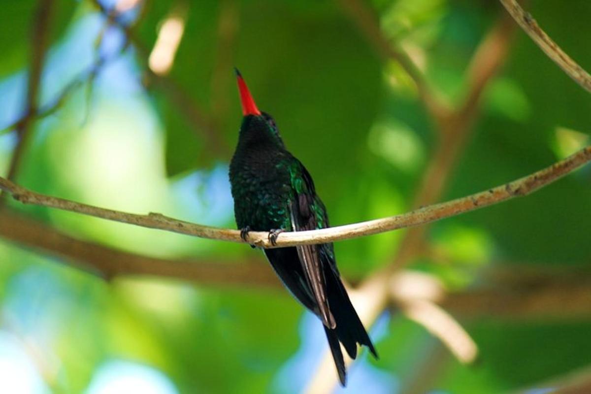um beija-flor pousado em um galho de árvore