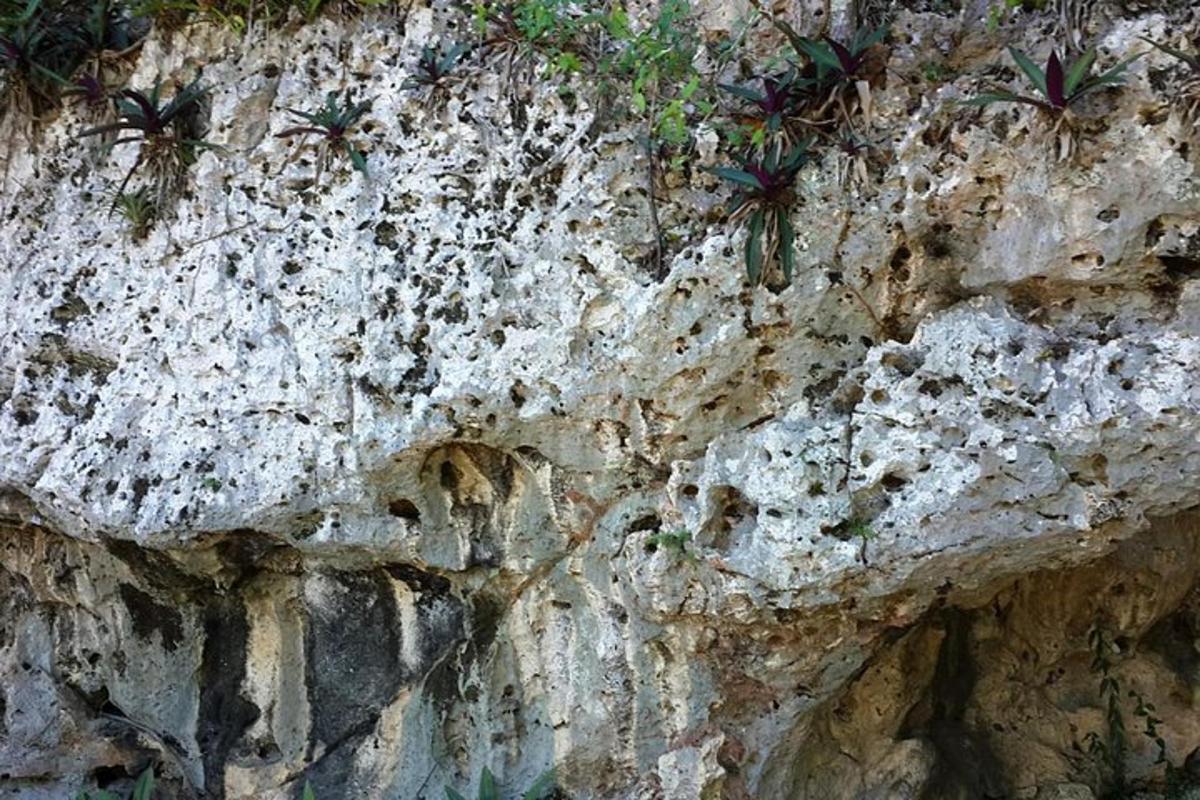uma parede de pedra com plantas crescendo nela