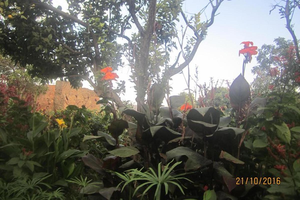 un pavone in piedi in un giardino di fiori e piante