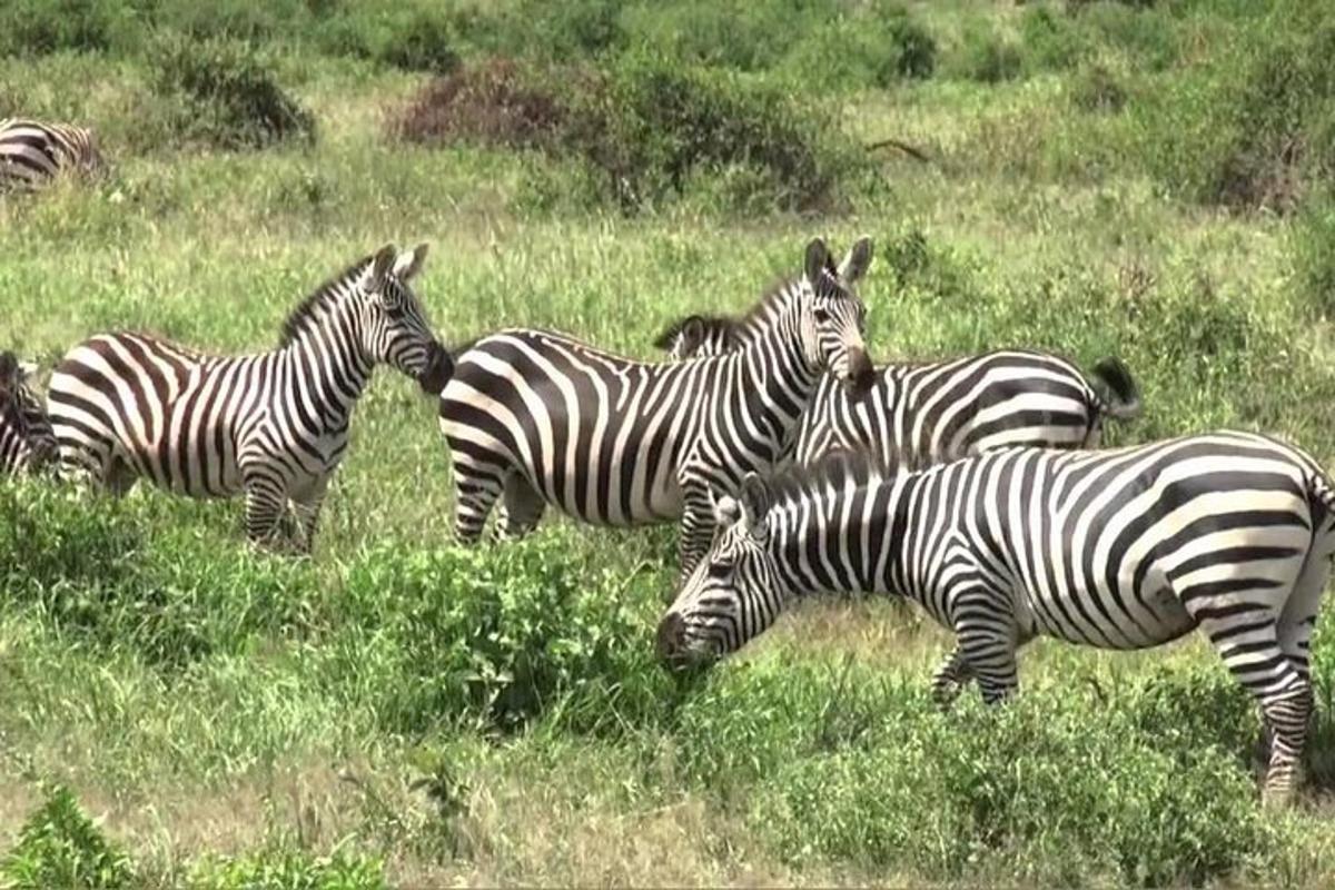 uma manada de zebras em um campo gramado