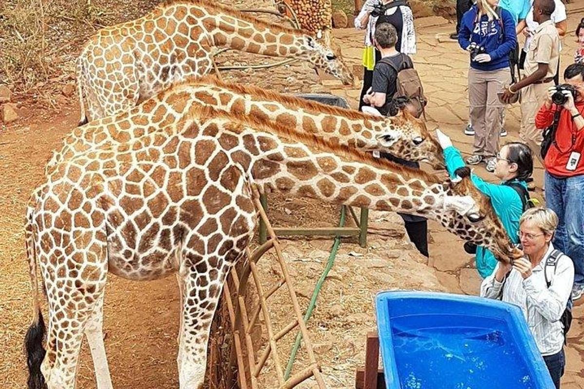 a group of giraffes standing next to a crowd of people