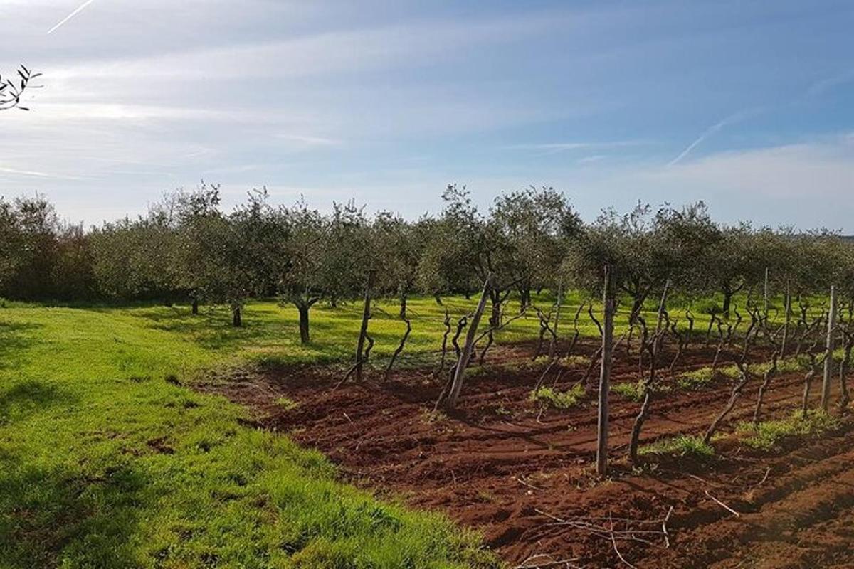 μια σειρά από δέντρα σε ένα χωράφι με γρασίδι