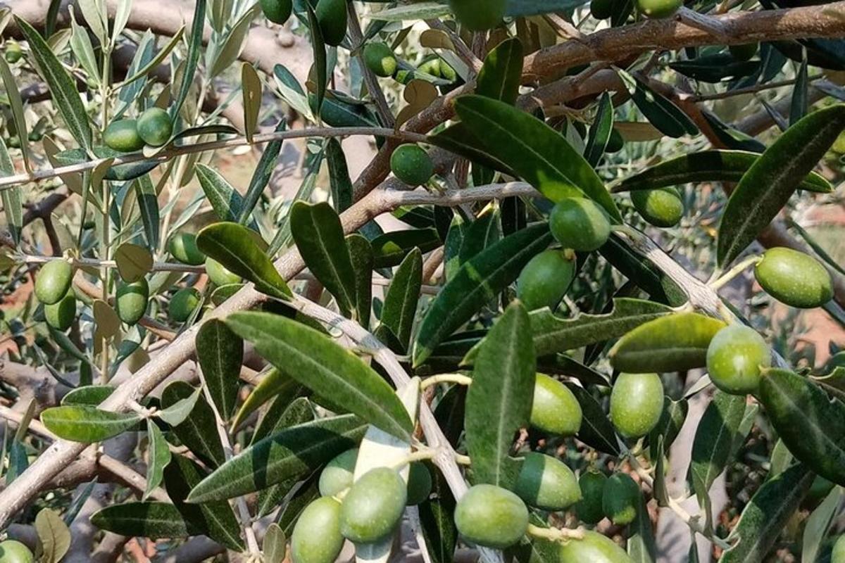 ένα μάτσο πράσινα φρούτα σε ένα δέντρο