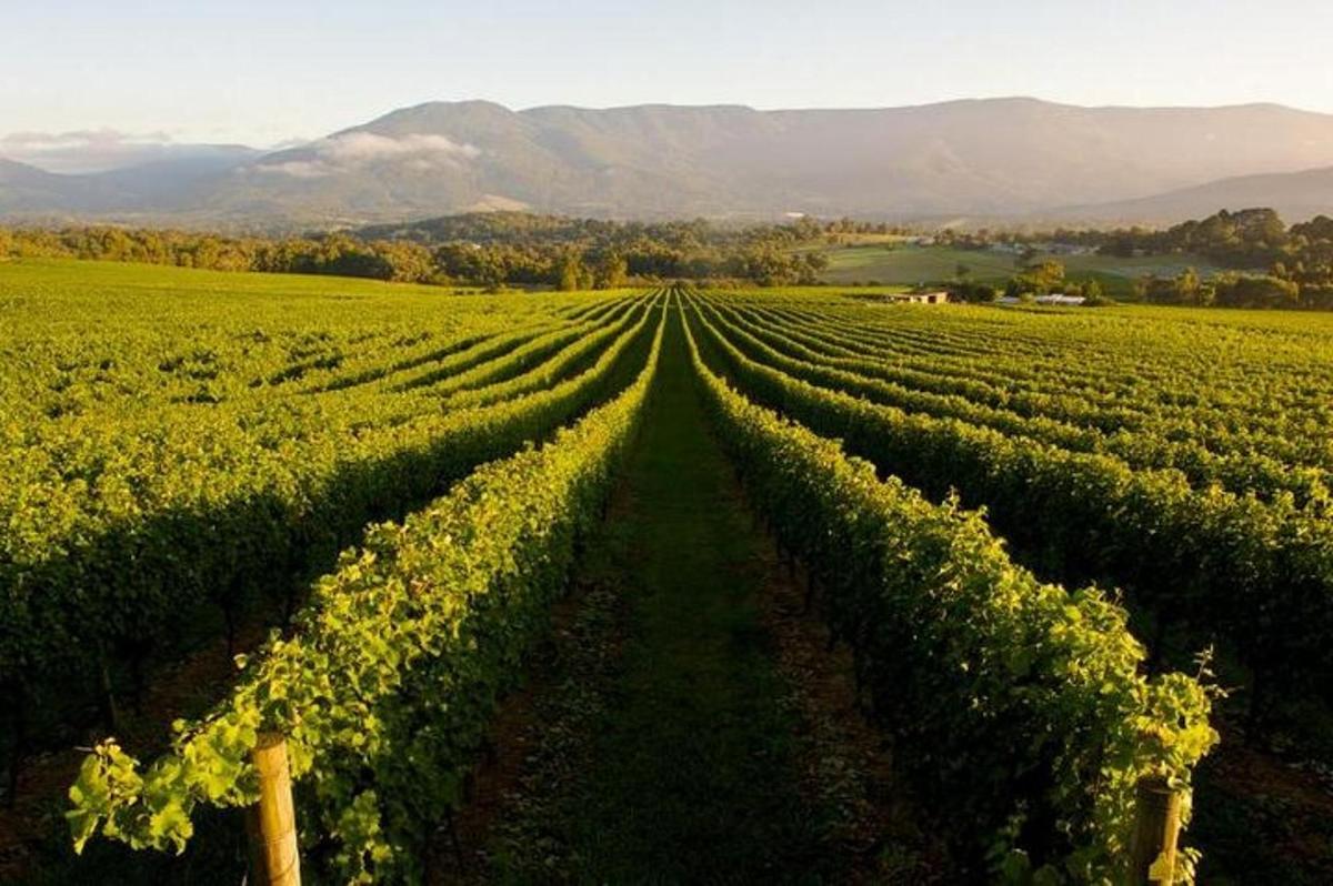 a rows of vines in a field with mountains in the background