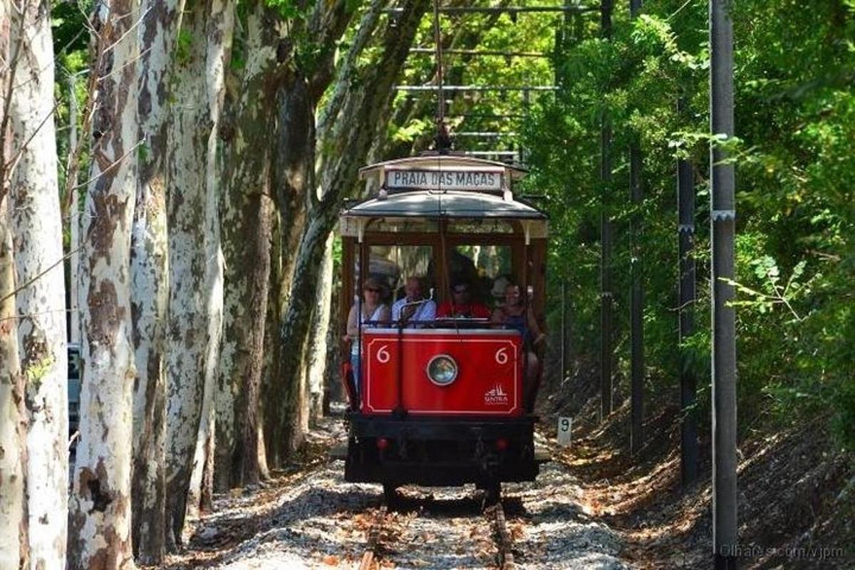 rdeč tramvaj, ki se vozi skozi gozd dreves