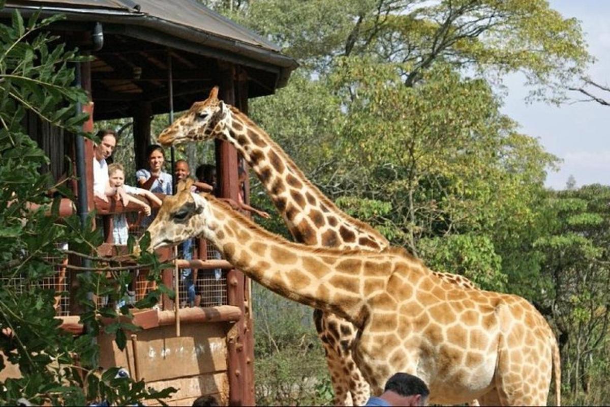 două girafe stând în fața unei platforme cu oameni