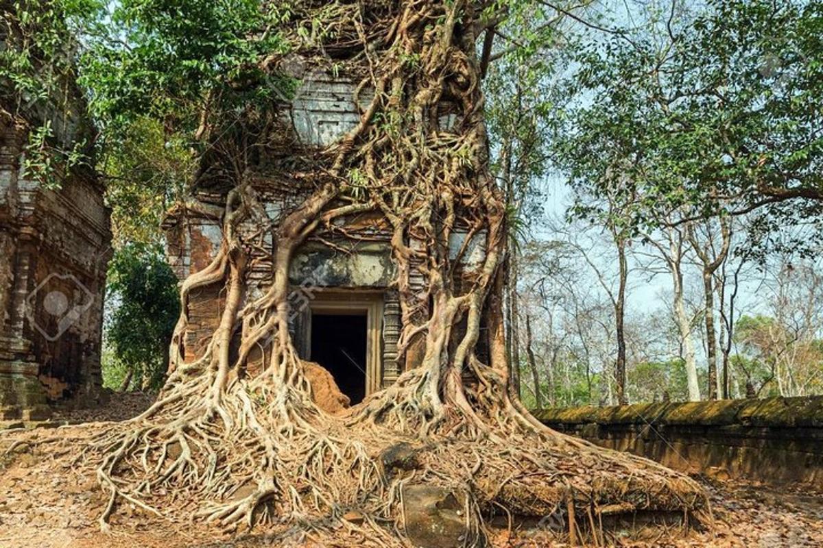 一棵树用它的根缠绕着一栋建筑物
