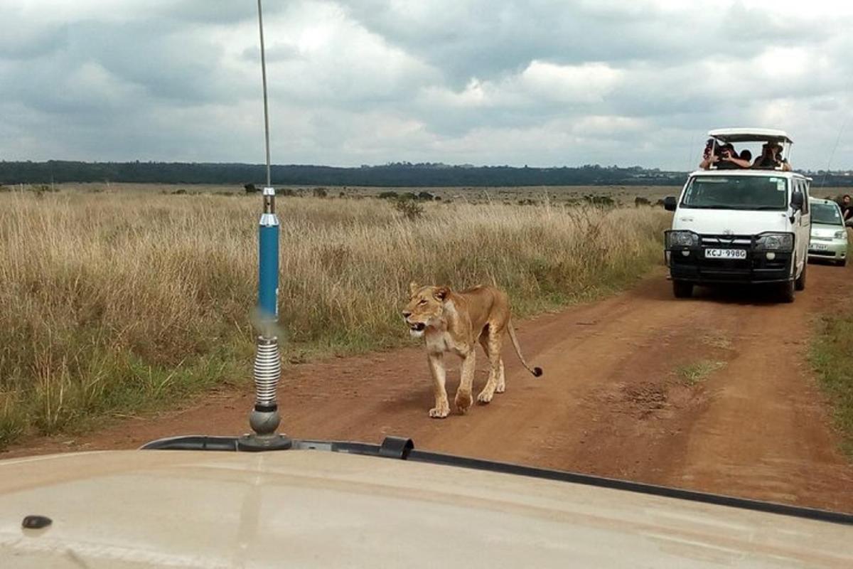 un leone che cammina lungo una strada sterrata davanti a un veicolo