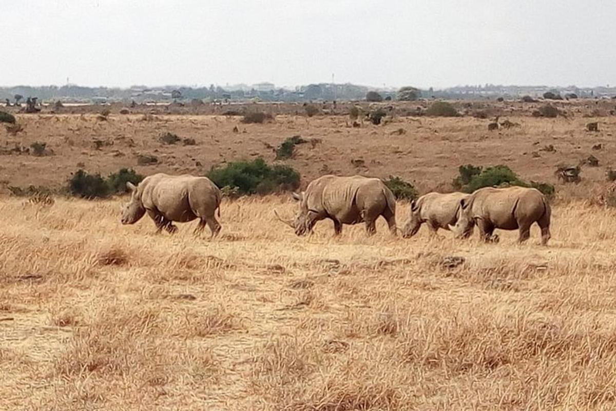 un gruppo di rinoceronti che camminano in un campo