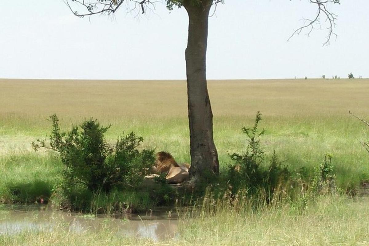 una persona sdraiata sull'erba accanto a un albero