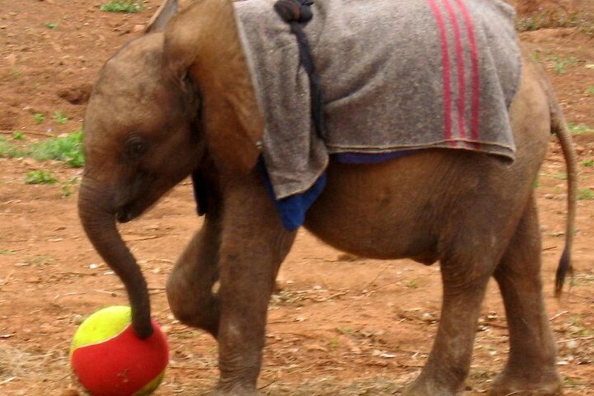 um bebê elefante brincando com uma bola com sua tromba
