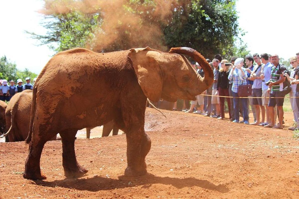 Un grupo de personas observando a un elefante parado en la tierra.