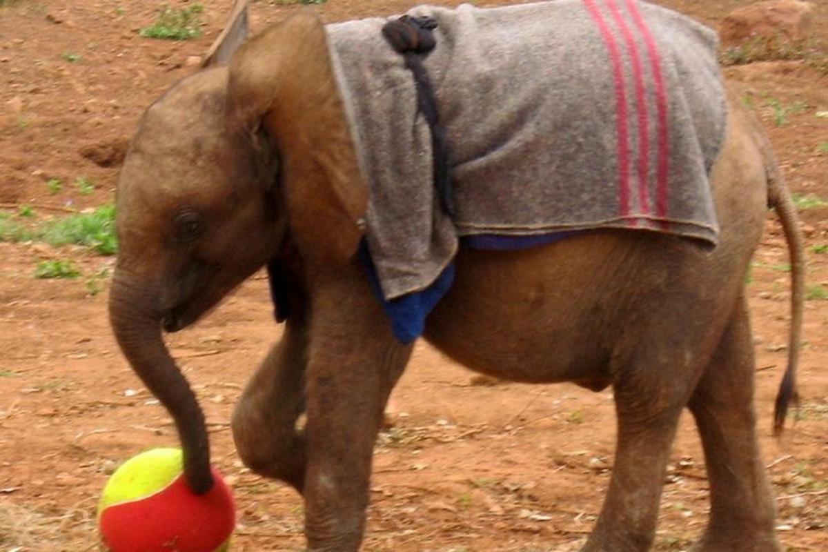anak gajah memegang bola dengan belalainya
