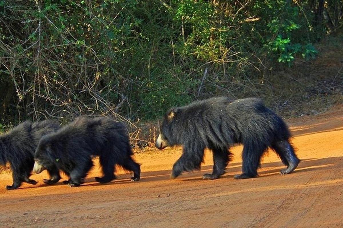 a group of three bears crossing a dirt road