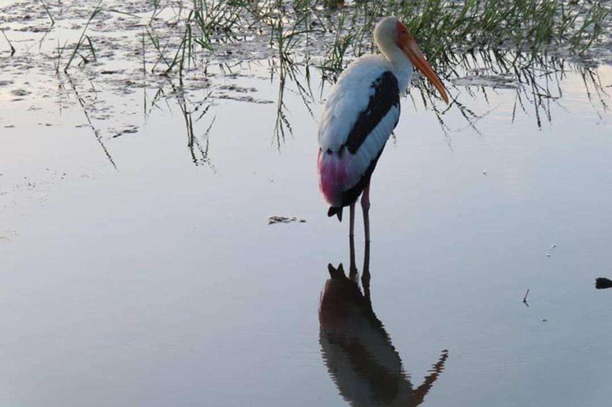a bird standing in the water in the water