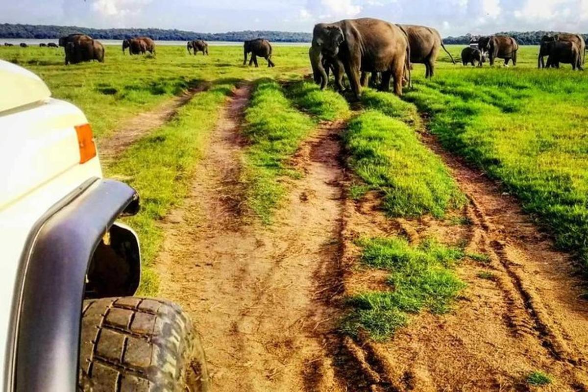 uma manada de elefantes atravessando uma estrada de terra