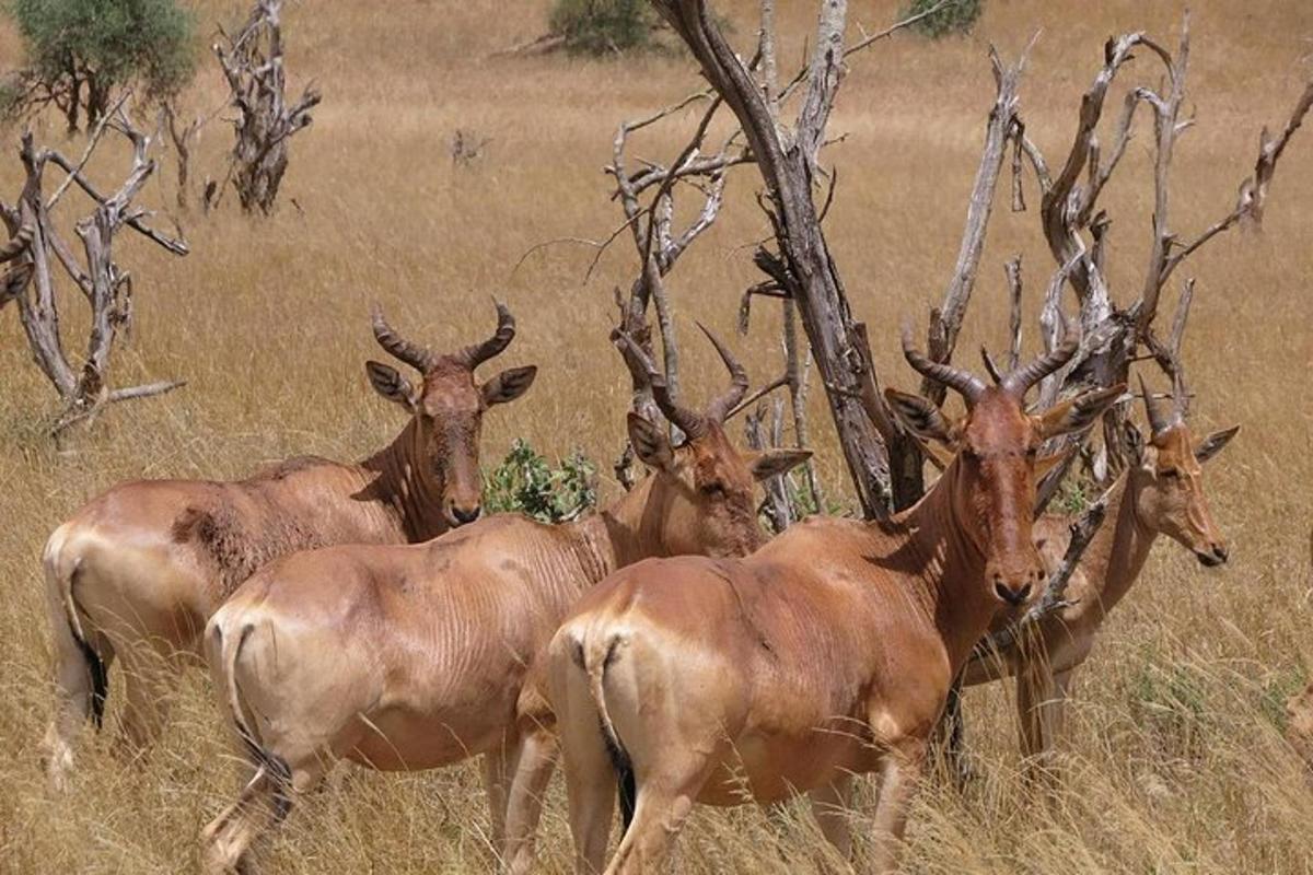 een groep antilopen die in een veld staan