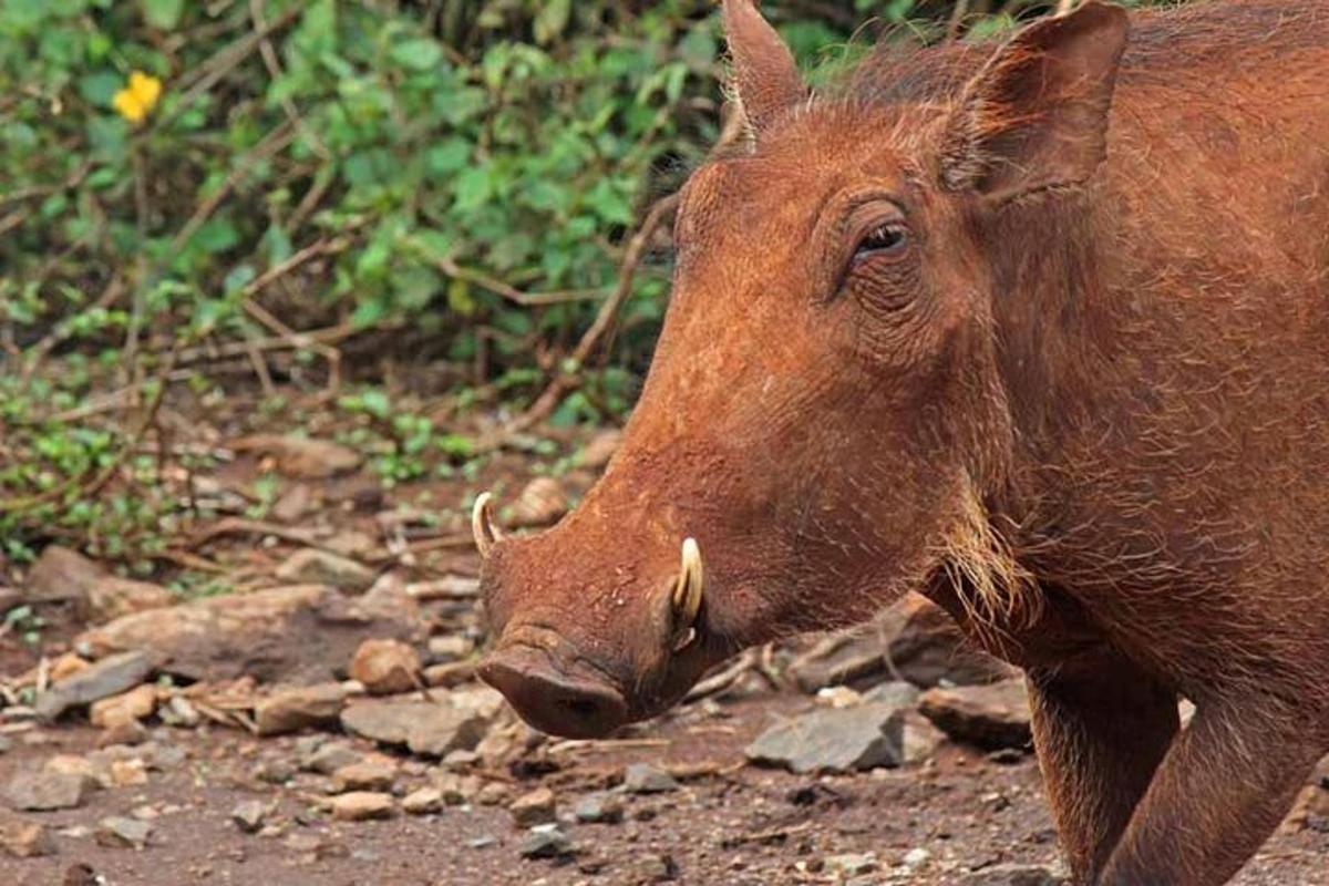 een close-up van een bruin dier dat op de grond loopt