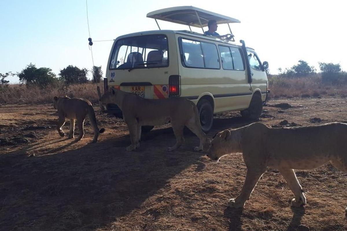 een groep dieren die voor een busje loopt